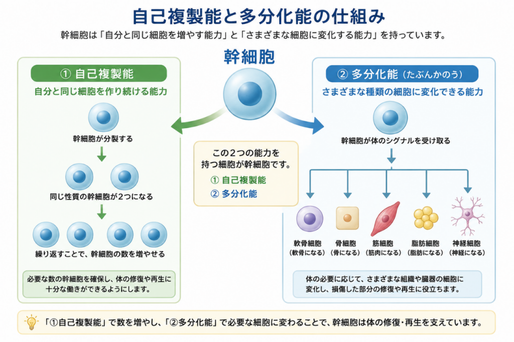 自己複製能と多分化能の仕組みを表す